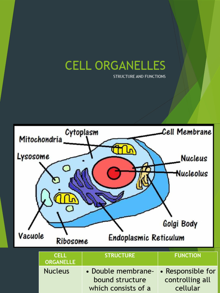Cell Organelles | PDF | Cell (Biology) | Endoplasmic Reticulum