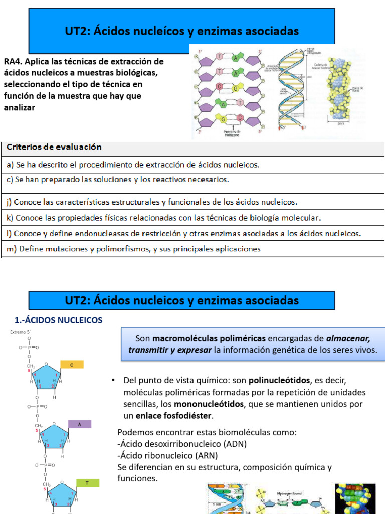Estructura y funciones de ácidos nucleicos | PDF | Rna | Replicación De Adn