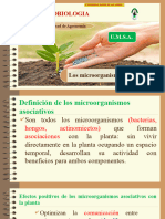 4.2. Microorganismos Asociativos