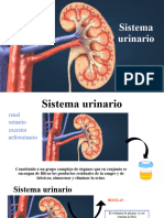 Sistema Urinario