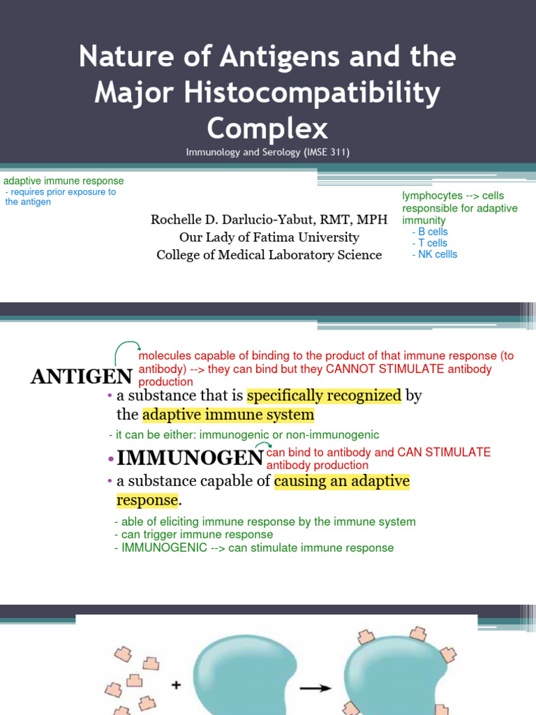 Antigens and MHC Overview in Immunology | PDF | Antigen | Epitope