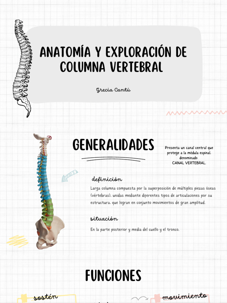 Anatomía y Exploración de la Columna Vertebral | PDF | Vértebra | La ...