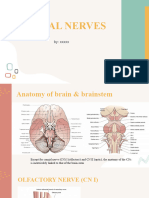 Cranial Nerves