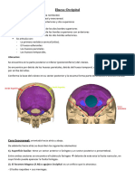 Hueso Esfenoides 1