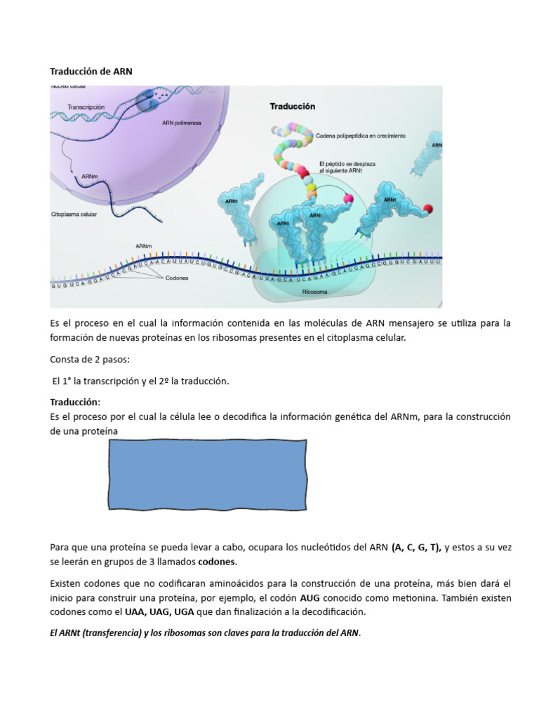 Proceso de Traducción de ARN y Proteínas | PDF | Traducción (biología ...