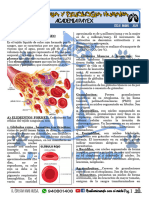 Anatomia Tejido Sanguineo