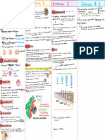 Semana 1-4 de Gestación