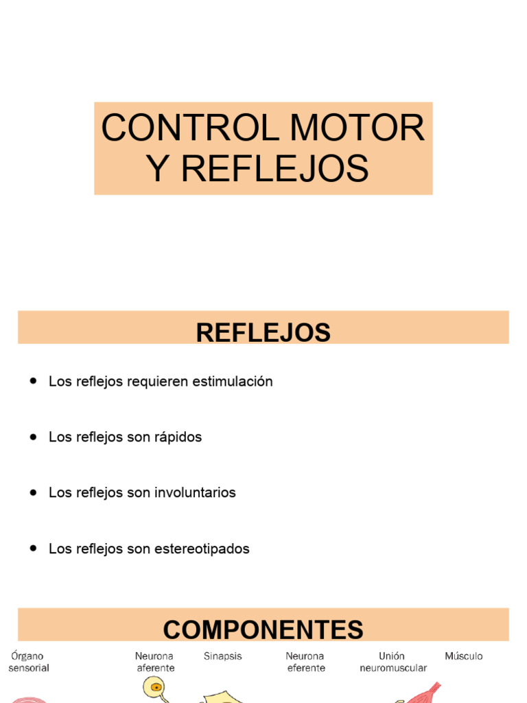 Control Motor y Reflejos PDF