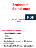 Neuro 3 Brainstem and Spinal Cord Brief