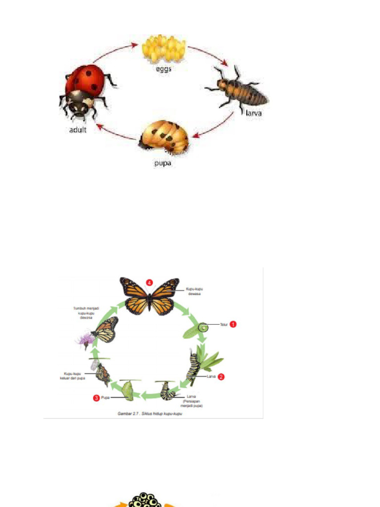 Daur Hidup Tumbuhan & Hewan | PDF