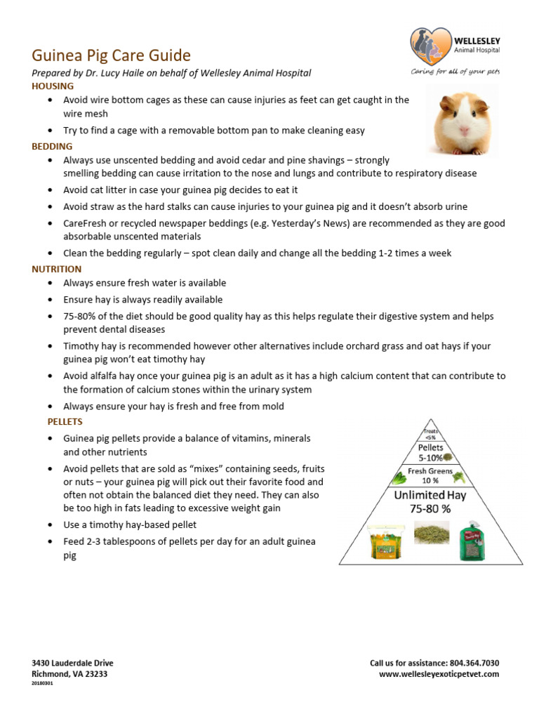 Guinea Pig Care Guide | PDF