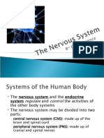 The Nervous System-Ms