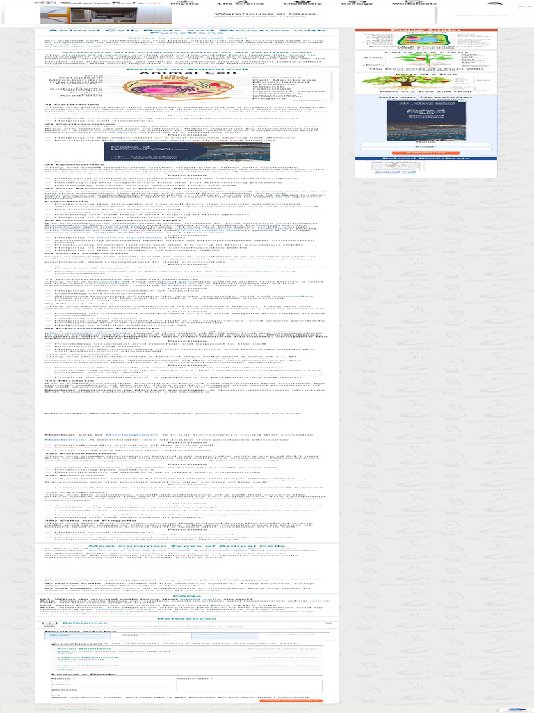 Animal Cell Structure and Functions | PDF | Endoplasmic Reticulum ...