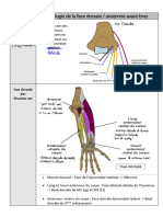 Fiche Mucles Dorsaux Avant Bras