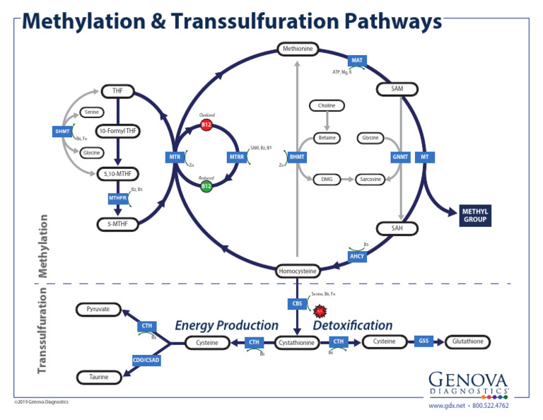 Methylation Pathway Handout | PDF