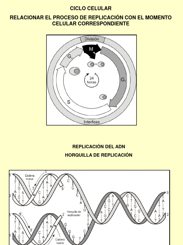 Replicación del ADN: Proceso y Enzimas | PDF | Replicación De Adn | Adn
