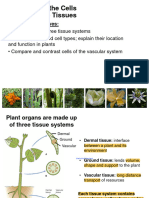 03c Plant Cells 2023 Handouts