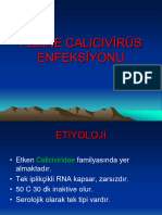 CALİCİVİRUSLAR