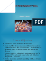 Chromosomes and DNA Replication