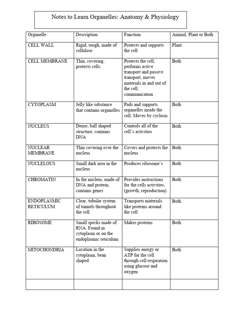 Biology+Study+Guide+3+ +Cell+Organelles+ | PDF