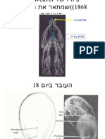 התפתחות מערכת העצבים