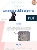 Carcinoma Urotelial en Perros