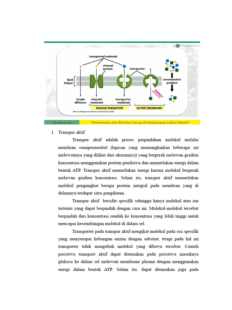 Transpor Aktif dan Pasif dalam Biologi | PDF | Sains & Matematika