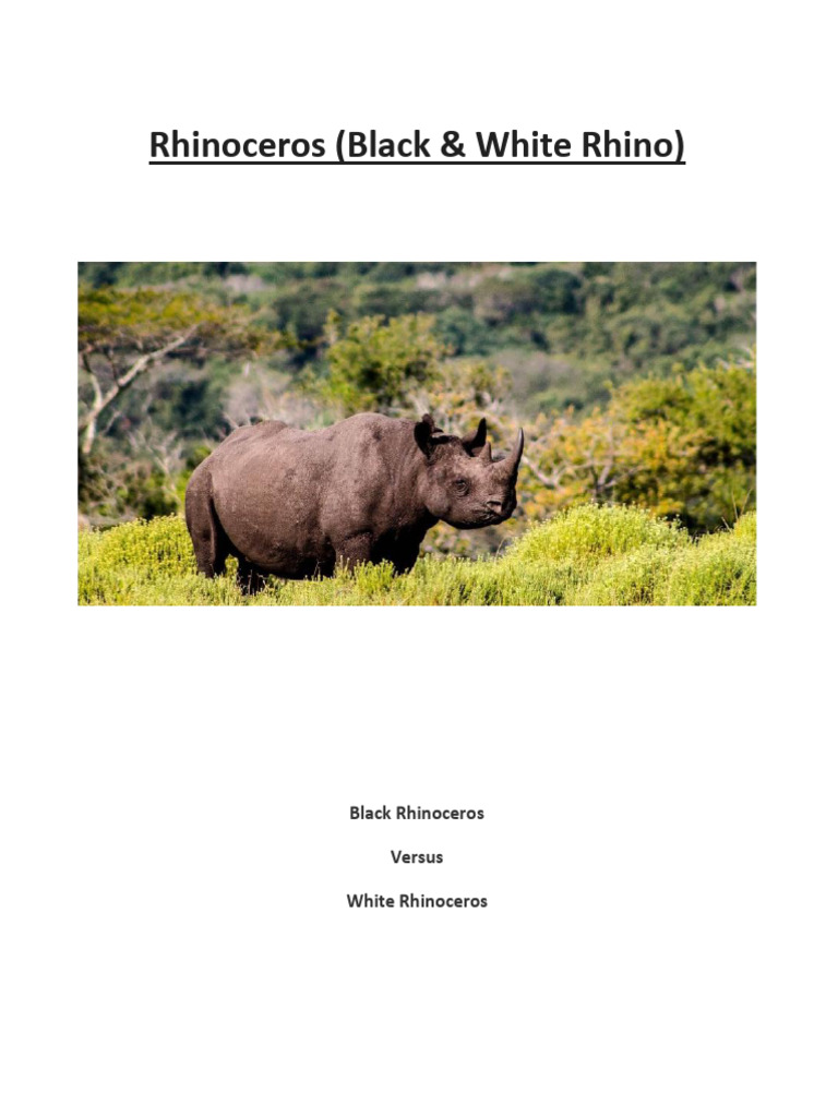 Black vs White Rhinoceros Overview | PDF | Rhinoceros | Odd Toed Ungulates