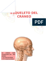2.huesos Del Cráneo