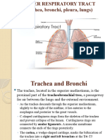 Lower Resp Tract