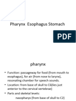 Pharynx Esophagus Stomach