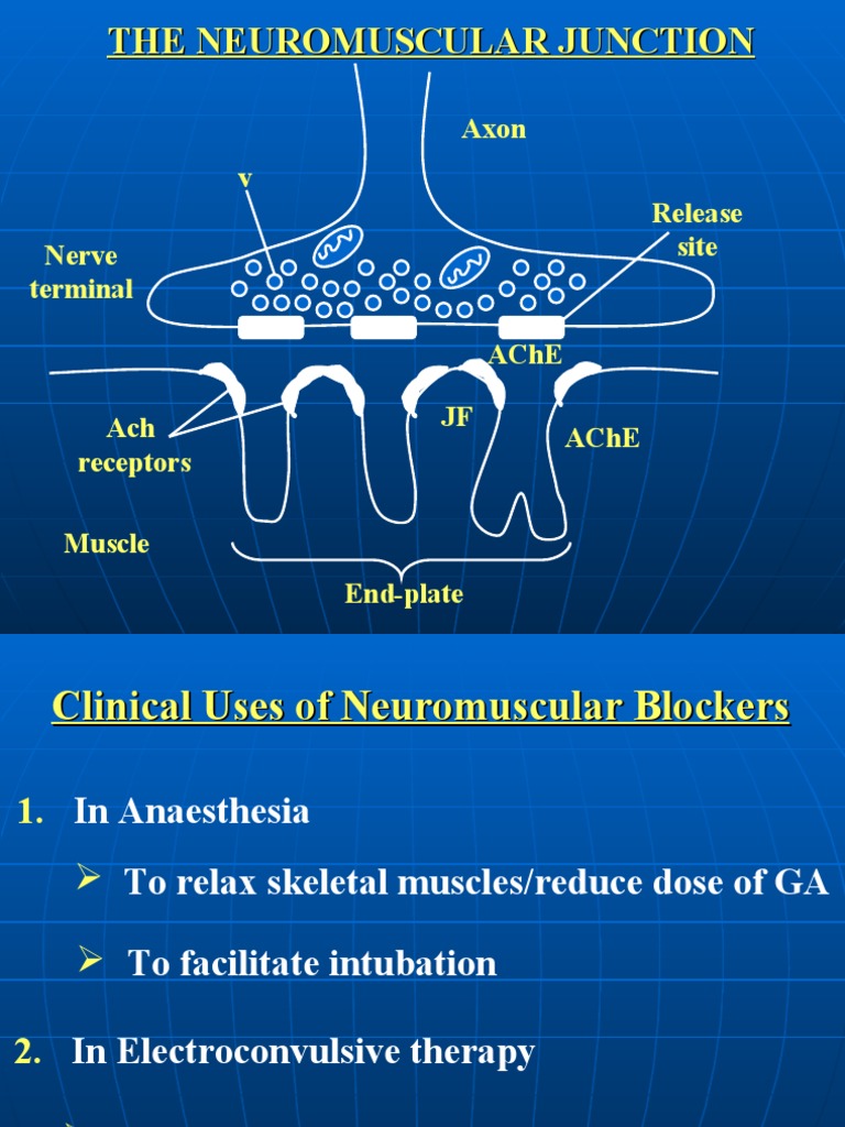 Lecture 13 Clinical Uses of Neuromuscular Blockers Drugs Pharmacology