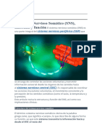 El Sistema Nervioso Somático (SNS), Anatomía y Función