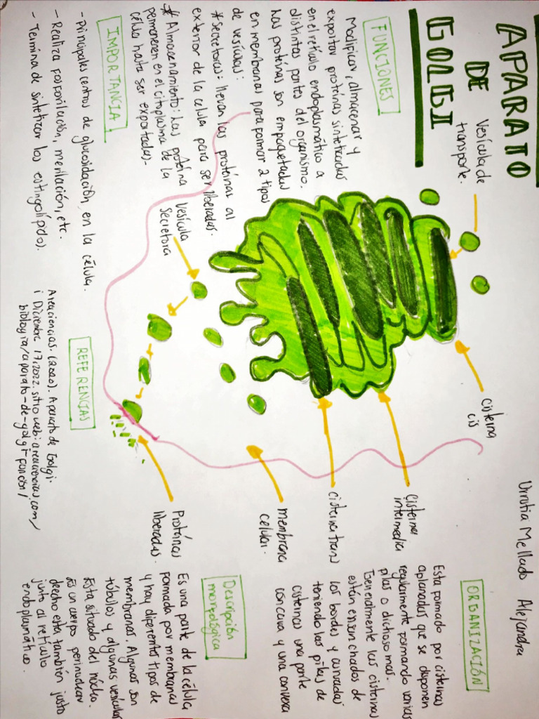 Aparato de Golgi | PDF