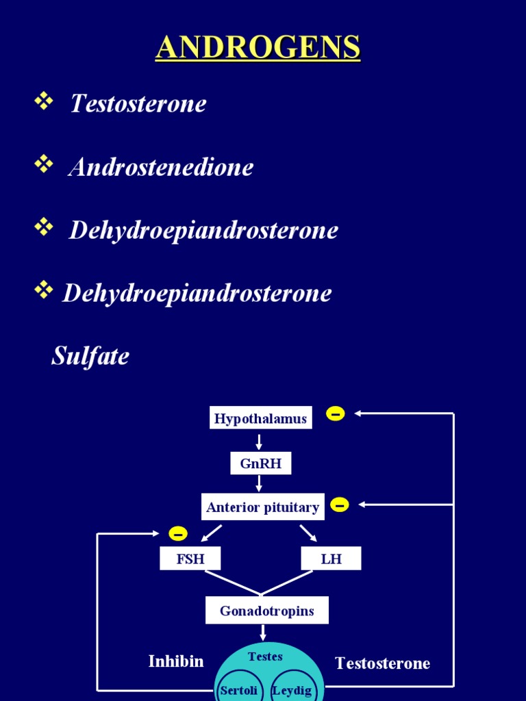 Anabolic Effects of Androgens | PDF