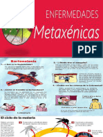 Metaxenicas y Hongos