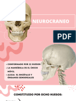 Neurocraneo PDF