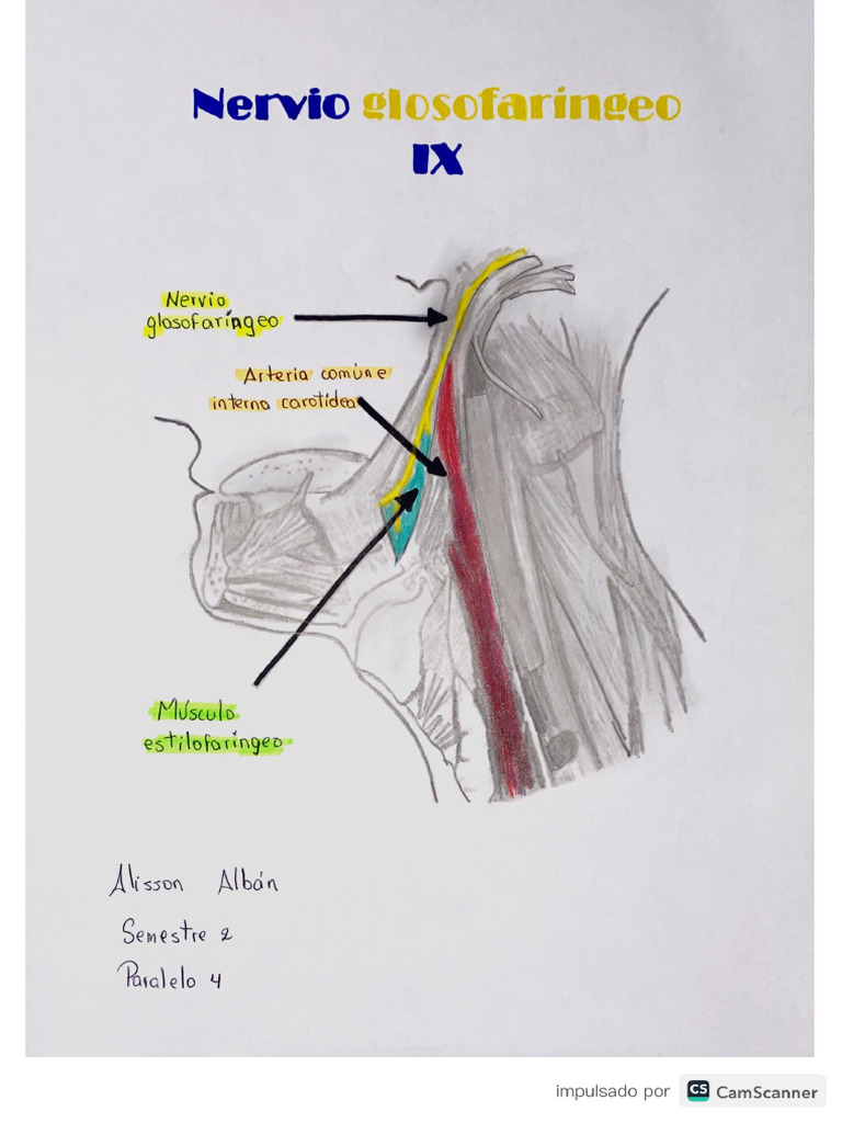 Nervio Glosofaríngeno Pdf
