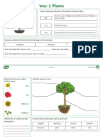 Year 1 Plants Revision Activity Mat