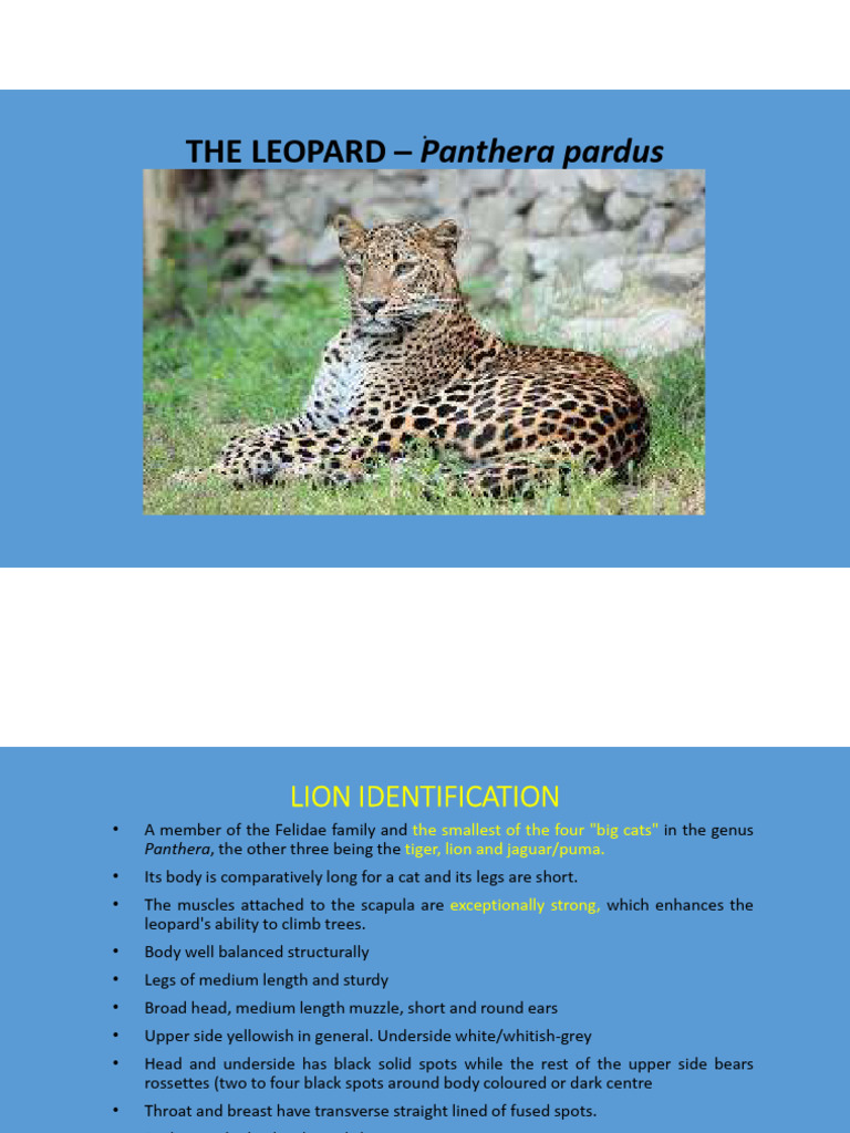 Female Leopard Characteristics and Names | PDF | Science & Mathematics ...