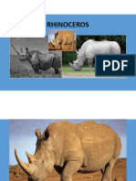 Rhinos & Zebras