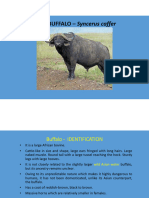 Buffalo PDF