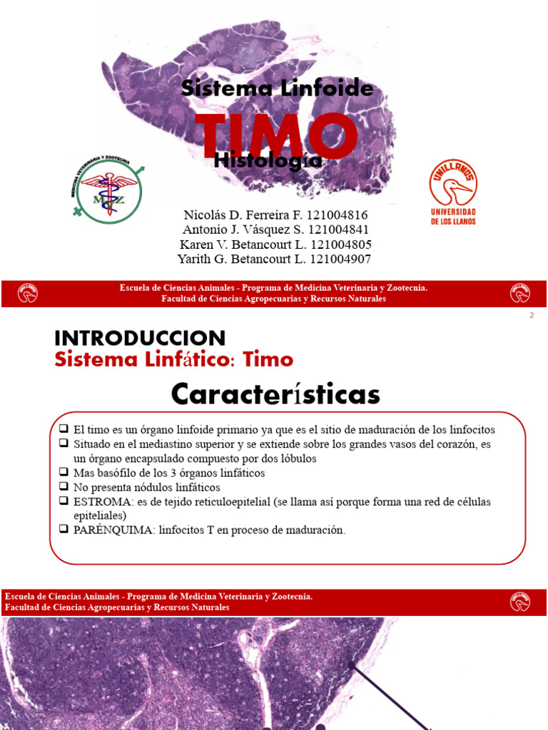 Timo Histologia