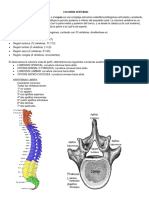 Columna Vertebral