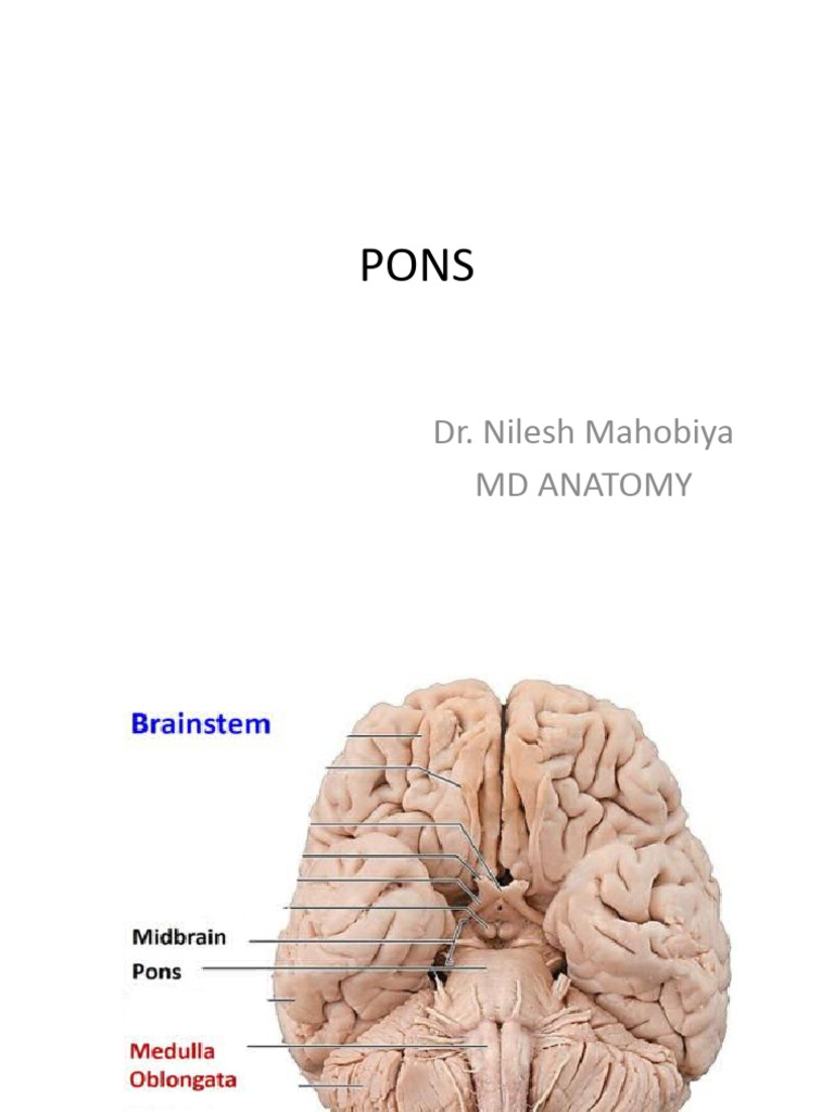 Anatomy and Clinical Aspects of Pons | PDF | Wellness