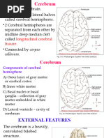 Brain Anatomy and Physiology Overview | PDF | Brainstem | Neuroanatomy