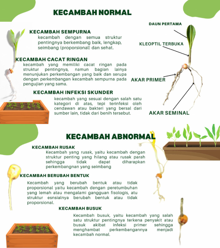 Kecambah Normal Dan Upnormal | PDF
