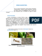 Neuroptera PDF