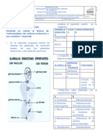 Guia 1 Sistema Endocrino