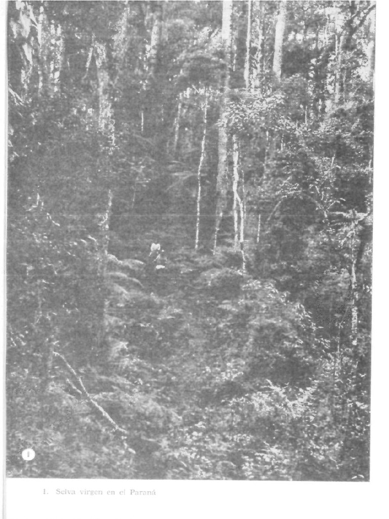 Tristes Tropicos PDF